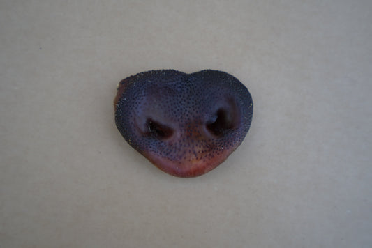 Pork Snout